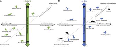 Thermoregulatory Strategies of Diving Air-Breathing Marine Vertebrates: A Review